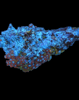 Bicolor zoa colony #7