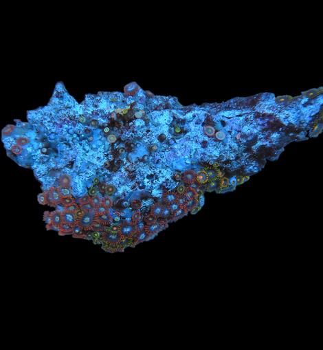 Bicolor zoa colony #7