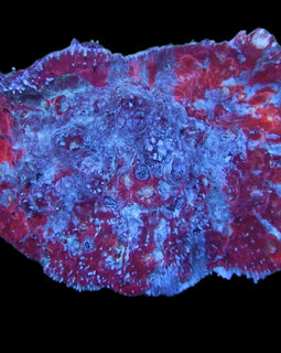Multicolor  chalice colony wysiwyg