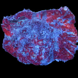 Multicolor  chalice colony wysiwyg