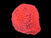 LONG POLYP STARBURST MONTI wysiwyg