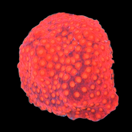 LONG POLYP STARBURST MONTI wysiwyg