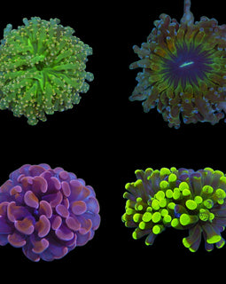 Euphyllia pack deal