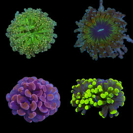 Euphyllia pack deal