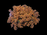 Splitting orange ocotospwan-frogspawn  collections