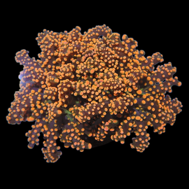 Splitting orange ocotospwan-frogspawn  collections