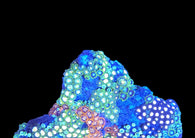Multicolor zoa colony #8