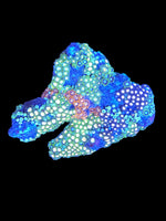 Multicolor zoa colony #8