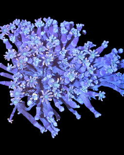 M Fireworks clove colony wysiwyg