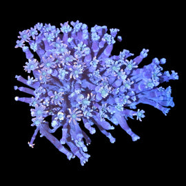 M Fireworks clove colony wysiwyg