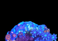 Zoa garden #5