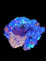 Zoa garden #5