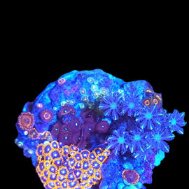 Zoa garden #5