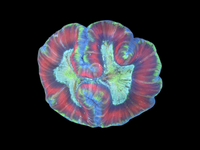 L Bicolor Trachyphyllia WYSIWYG