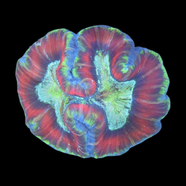 L Bicolor Trachyphyllia WYSIWYG