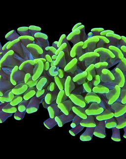 2 heads toxic hammer