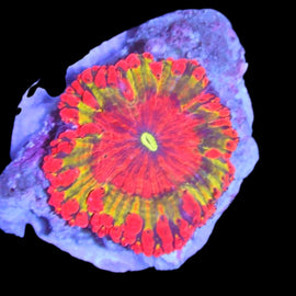 Rainbow blasto frag wysiwyg