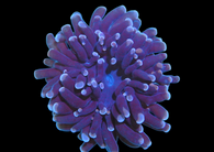 Purple hammer