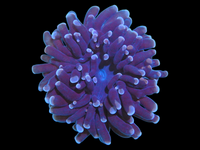 Purple hammer