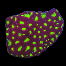 L Neon mouth favia wysiwyg