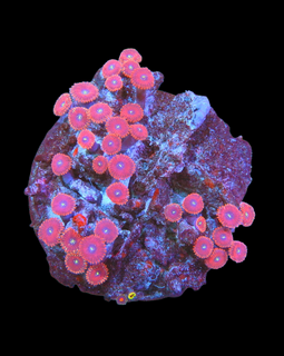 Zoa colony #15