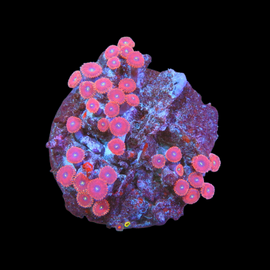 Zoa colony #15