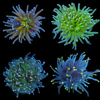 Nuclear Fusion Torch Pack