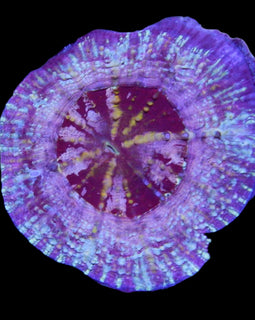 Multi color Scolymia Coral wysiwyg