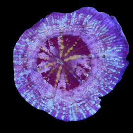 Multi color Scolymia Coral wysiwyg