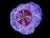 Multi color Scolymia Coral wysiwyg