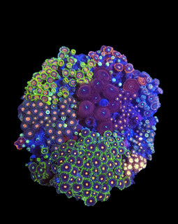 L Zoa Garden #1