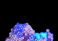 Pink and rose zoa colony #9