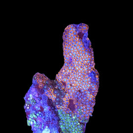 XL tricolor  zoa colony #24