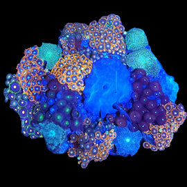 XXL zoa garden colony #2