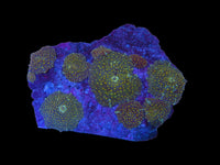 Yellow dot mushrooms colony