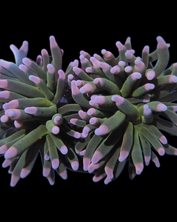 2 heads pink tips torch