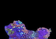 Mutli color zoa colony #17