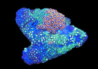 Multicolor zoa colony #11