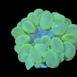 L neon bubble coral wysiwyg