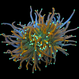 2 heads sun god torch