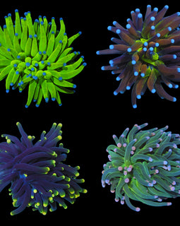 Dream torch pack deal