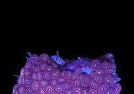 Zoa colony #22