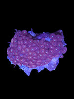 Zoa colony #22