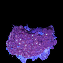 Zoa colony #22