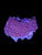 Zoa colony #22