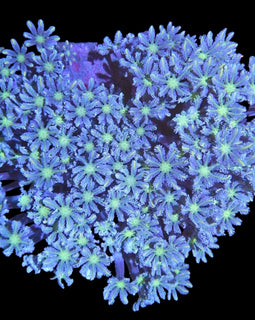 Fireworks clove colony wysiwyg