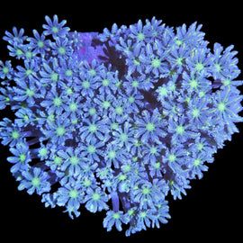 Fireworks clove colony wysiwyg