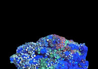 Mix zoa colony #15