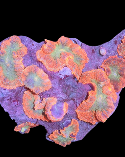 Orange and green mushrooms colony
