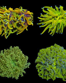 Euphyllia Dream pack
